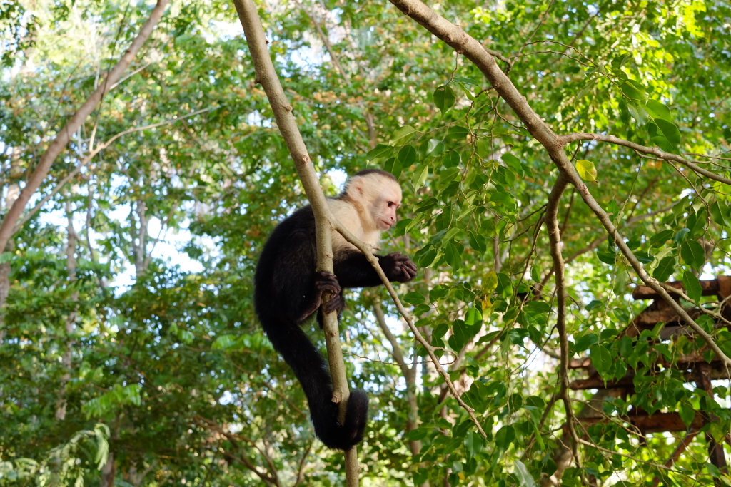 Mono Capuchino. Costa Rica, enero de 2016